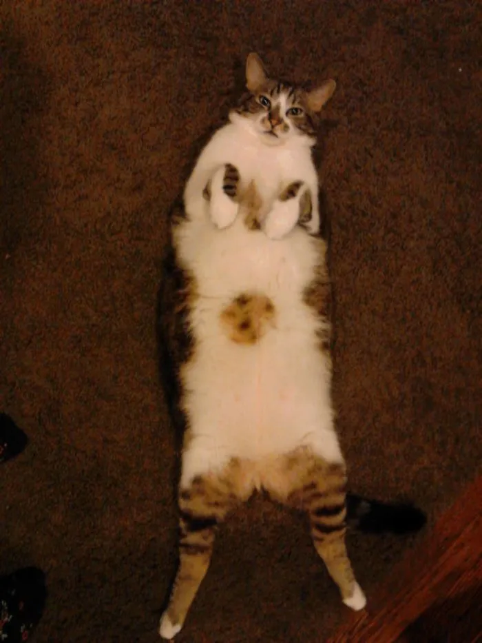 People Are Posting Pics Of Their Cats Stretching, And It’s Hilarious (198 Pics)