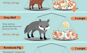 The Animal Kingdom Weighed By Corgis