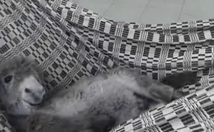 These 30 Cute Baby Donkeys Are Everything You Need To See Today