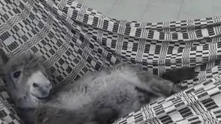 Borrico en su hamaca