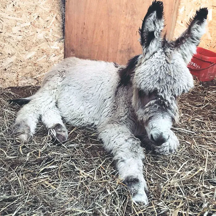 El pequeño Ben