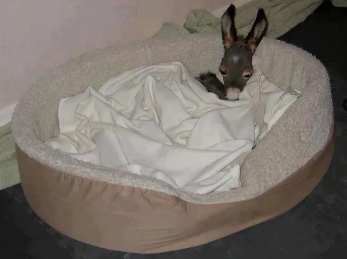 Cute baby donkey snuggled in a cozy bed, wrapped in a soft blanket.