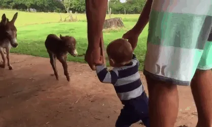 Borriquito conociendo a personita