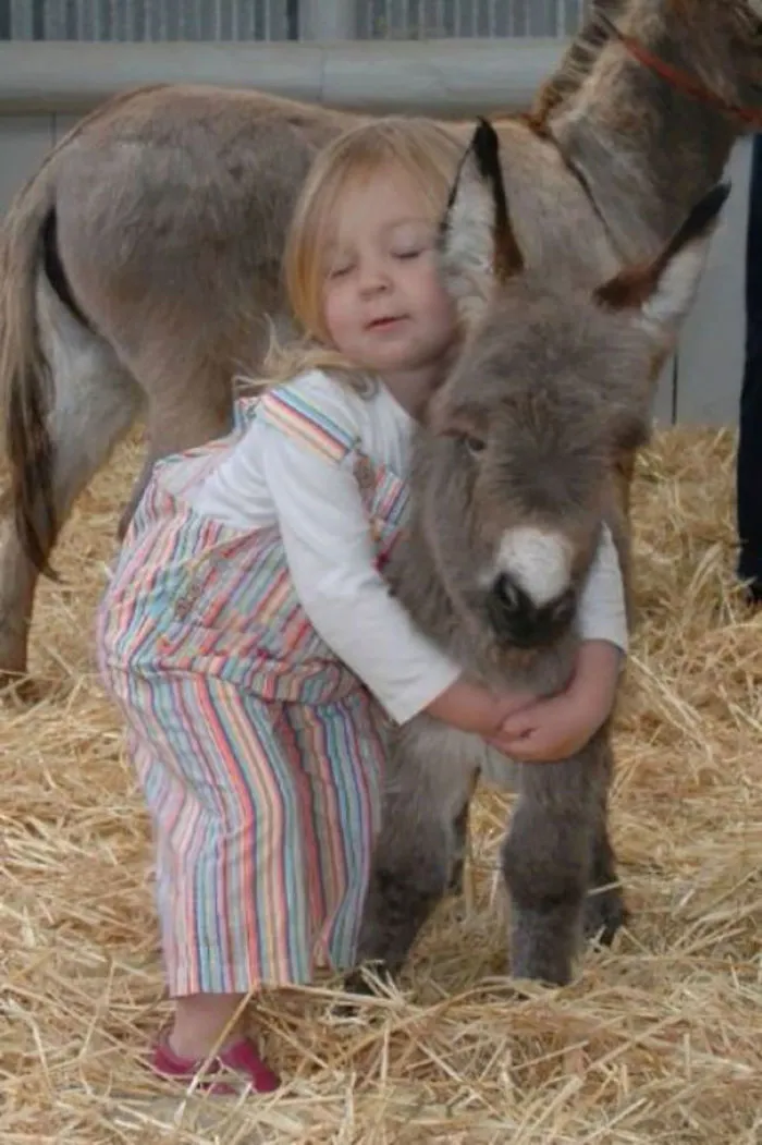 Cute baby donkey being hugged by a small child in colorful overalls, standing on straw bedding.