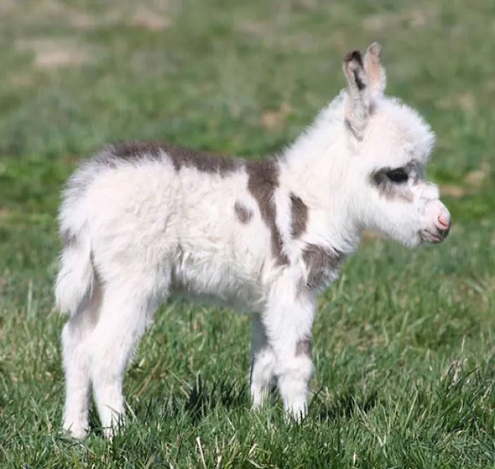 Miniature Donkey