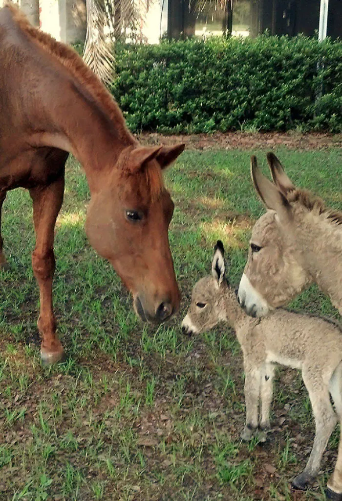 Mi borrica presentando a su bebé nacido hace 5 horas ante mi caballo