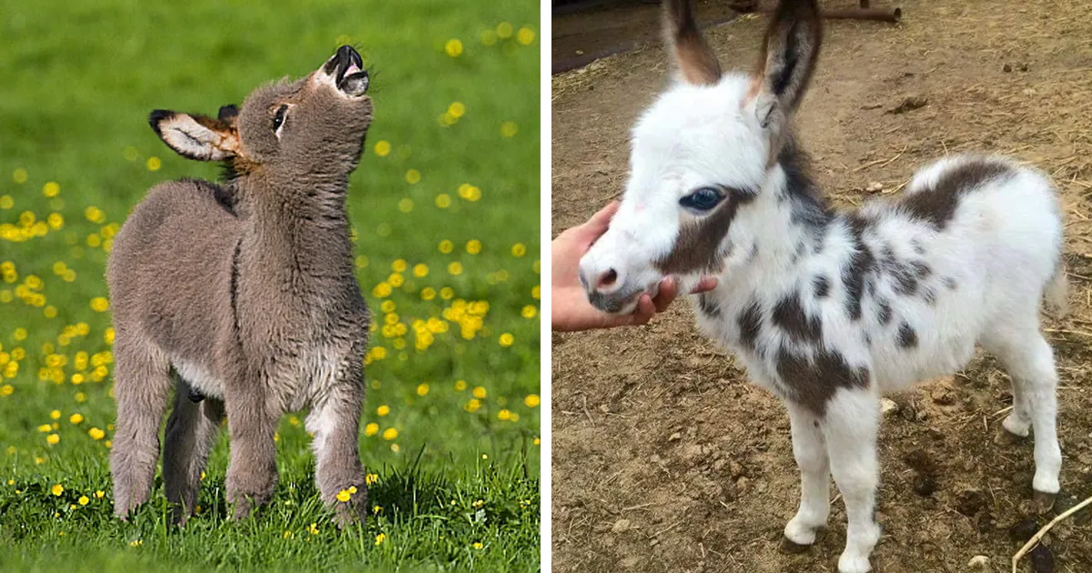 Estos 25+ adorables borriquitos son todo lo que necesitas ver hoy