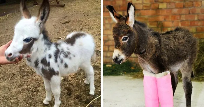 These 30 Cute Baby Donkeys Are Everything You Need To See Today