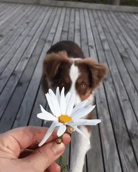 Corriendo a zamparse la flor
