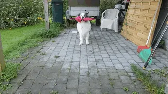My Dog, Zion, An Australian Shepherd, Was Showing Off His Little Rain Dance In My Garden