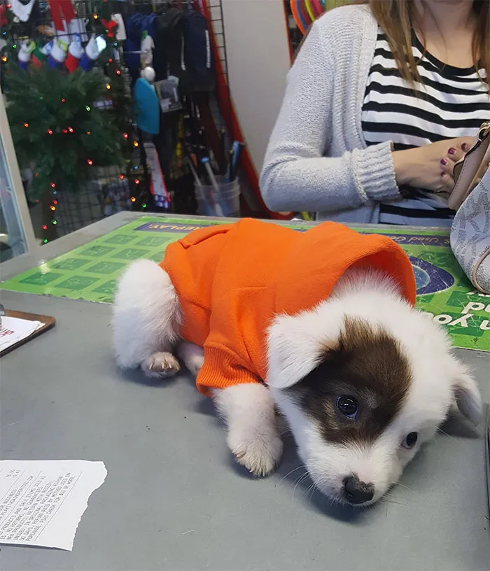 The Greatest Dog Ever Came Into My Work Today. Kodak The Australian Shepard