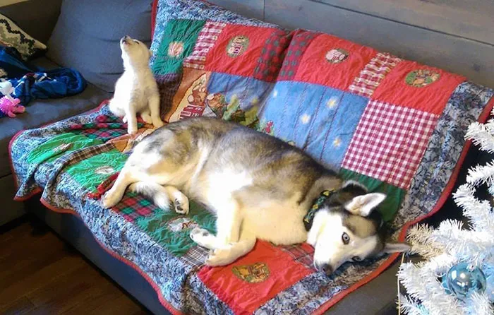 Tenemos un nuevo cachorro de Husky y a alguien no le hace mucha ilusión