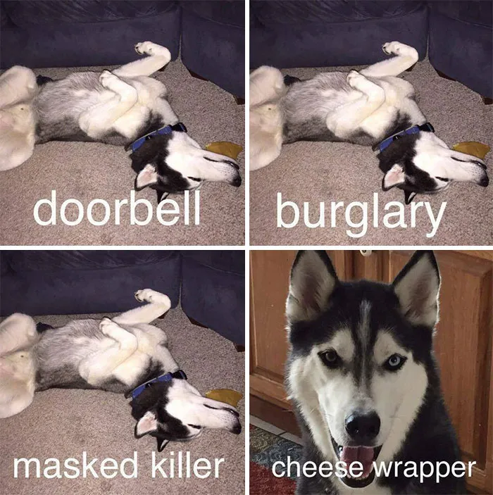 Anyone Else Have A Dog Like This?