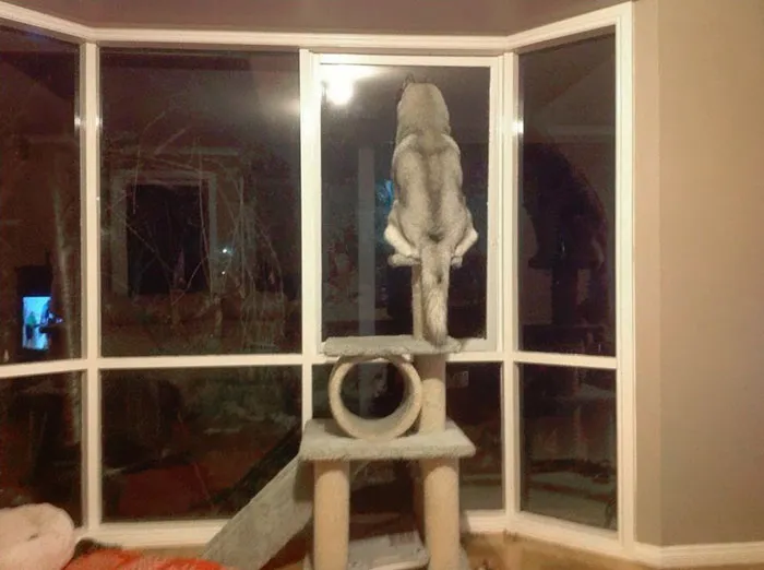 Perro adaptándose a unos dueños de gatos