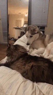 Mi perro es un poco c*brón