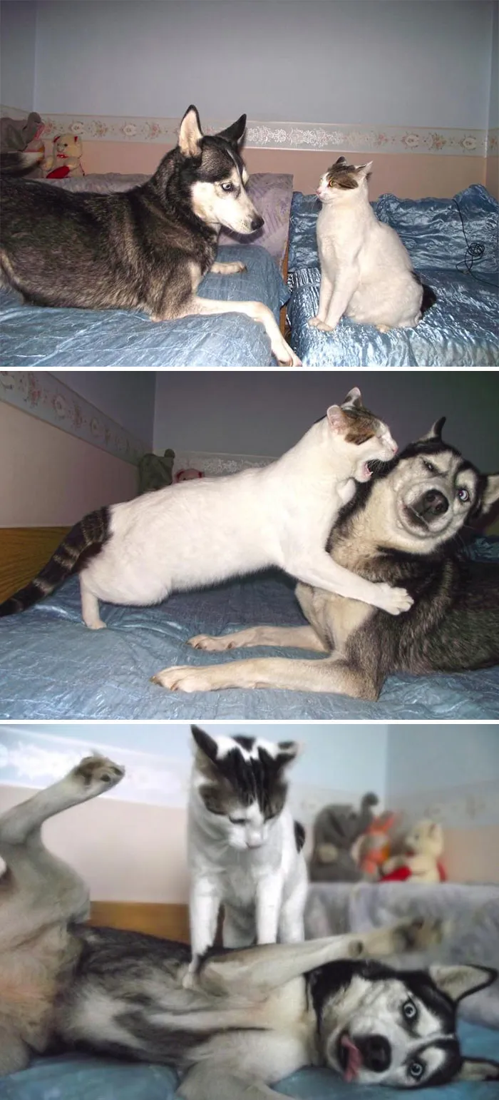 Gato vs Husky