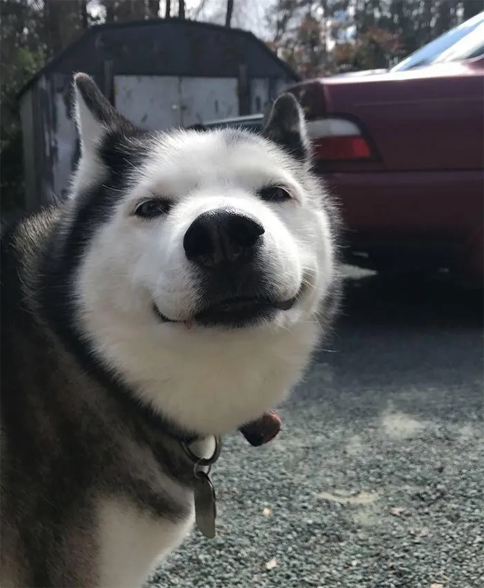 Big Smile From A Big Hearted Dog, 13 Years Old