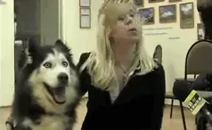 30 Hilarious Photos That Prove Huskies Are The Weirdest Dogs Ever