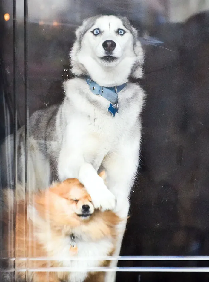 My Girlfriend's Dog When Someone's At The Door