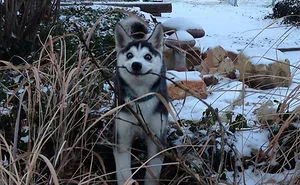 30 Hilarious Photos That Prove Huskies Are The Weirdest Dogs Ever
