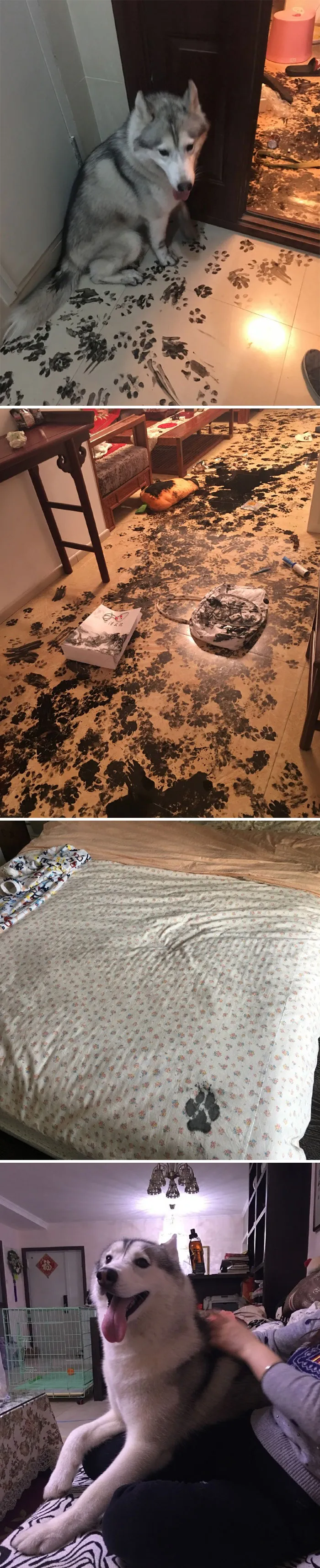 A Family Went To Movie For 3 Hrs Came Back To This   That One Paw Print On The Bed: “Wait, I’m Not Allowed On The Bed. I’m Such A Good Boy”