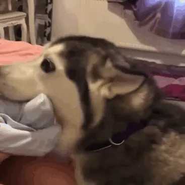 Está enamorada del nuevo humanito