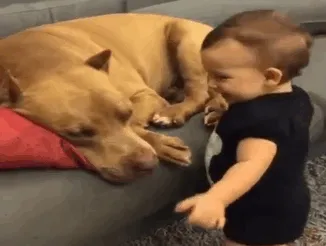 Niño besando al perro mientras duerme