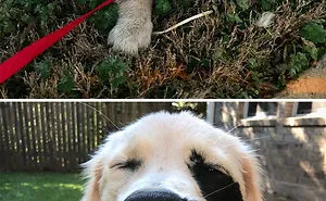 20 Times Retrievers Proved They Are The Best Dogs Ever