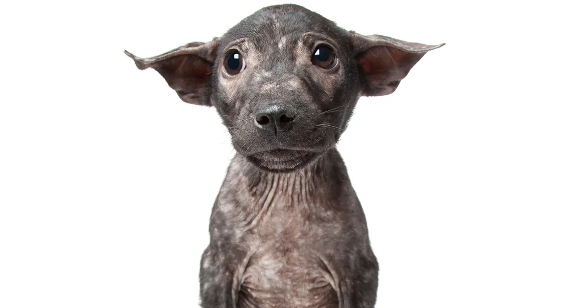 Este fotógrafo hace retratos de perros que son perfectamente imperfectos