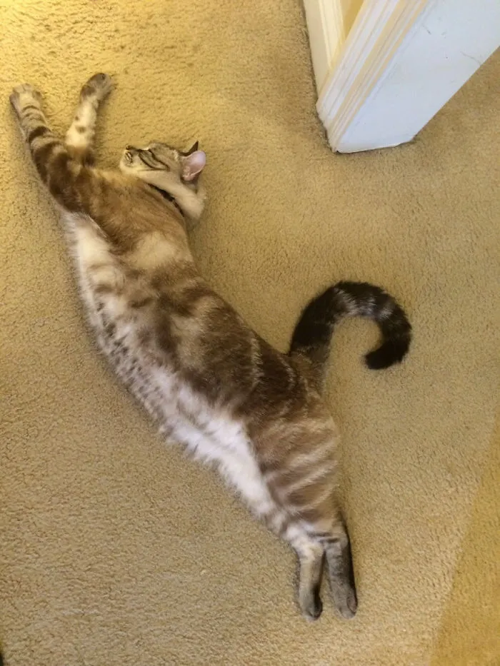 People Are Posting Pics Of Their Cats Stretching, And It’s Hilarious (198 Pics)