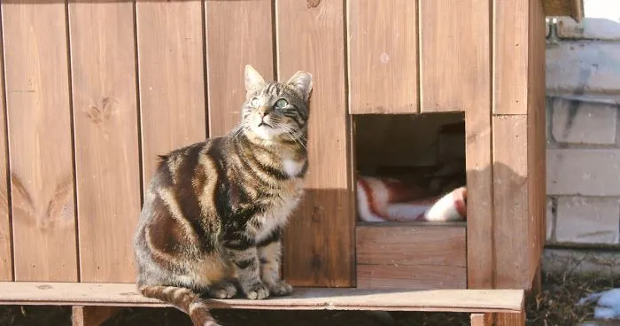 Stray Cats Of Riga Are In Need Of Your Help