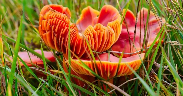I Take Pictures Of Funky Fungi