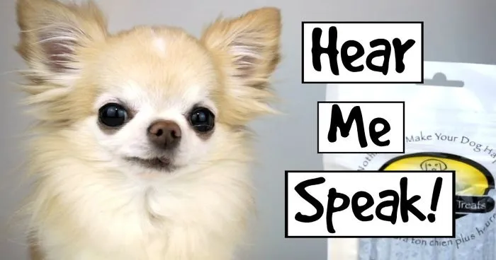 Chihuahua Cedric Tells You About His Favourite Things In Life