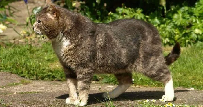 40 Alternative Cat Breeds