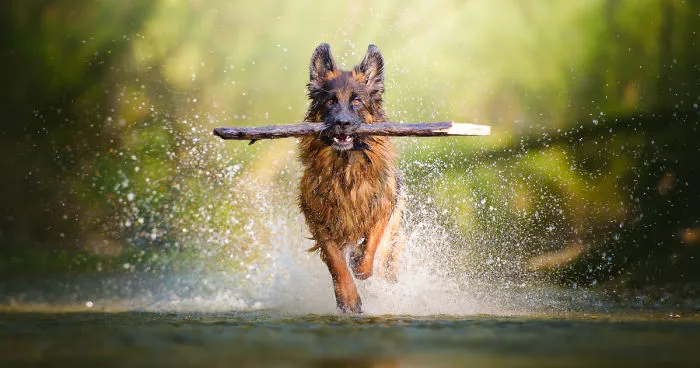 Run Baby, Run