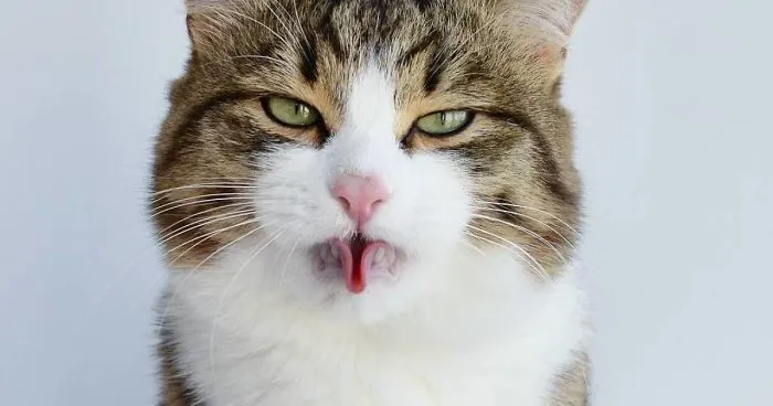 Rexie, The Cat With Human-Like Expressions