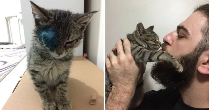 Guy Finds A Dying Kitten With Only One Eye In The Streets, Does Everything He Can To Save Her Life