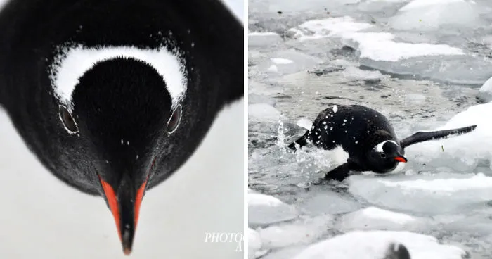 Penguin Life In Antarctica (Caution: Gruesome Images(