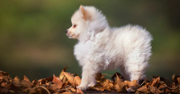 My Hero: Puppy - The Hungarian Dog