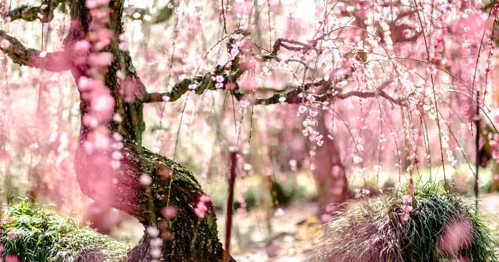 I Captured Plum Trees Blooming In Japan!
