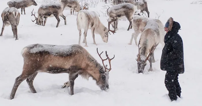 We Went Searching For Santa's Reindeer At -35 Degrees Celsius