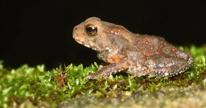 My Macro Photography Tour To Amboli
