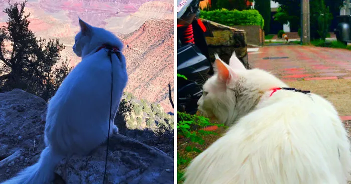 This Traveling Cat Deserves Way More Attention
