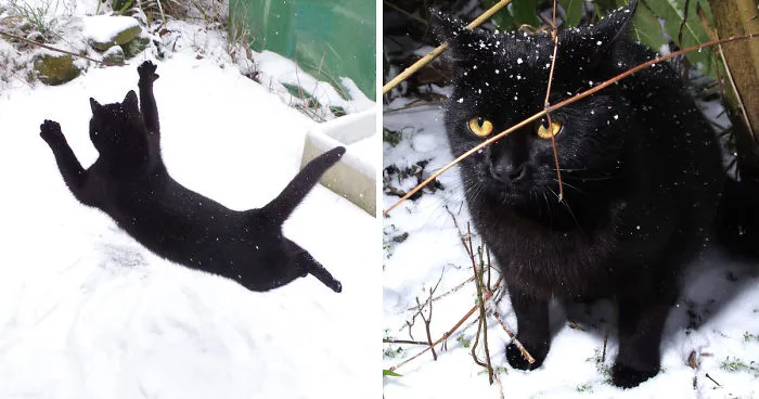 Our Neighbour's Black Cat Came To Our Garden To Play, And Went Crazy In The Snow