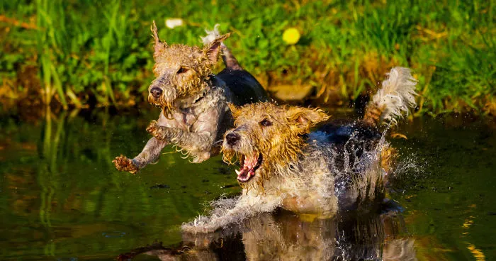Action Photos With Two Fox Terriers - Diving Dogs