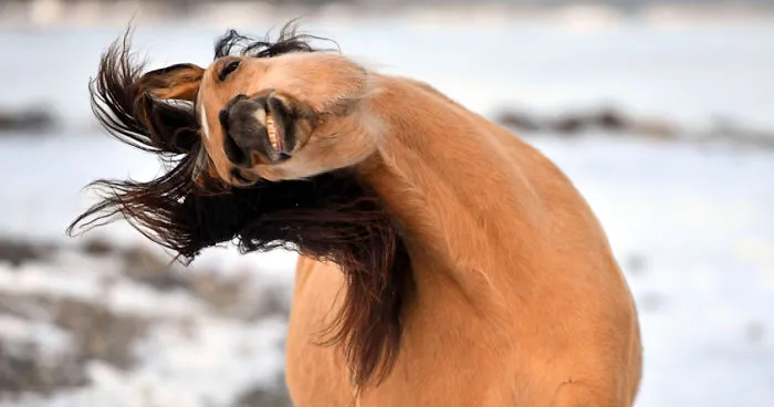 If DreamWorks' Spirit: Stallion Of The Cimarron Moved To Norway