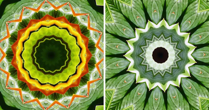 Heliconia Mandala