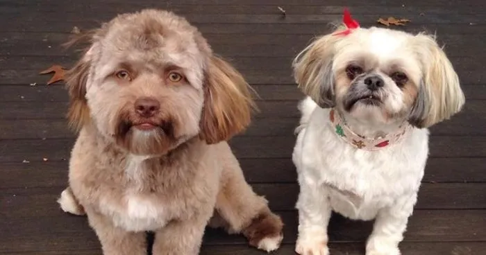 This Dog Has A ‘Human Face’ And It Will Make You More Uncomfortable The Longer You Stare At It