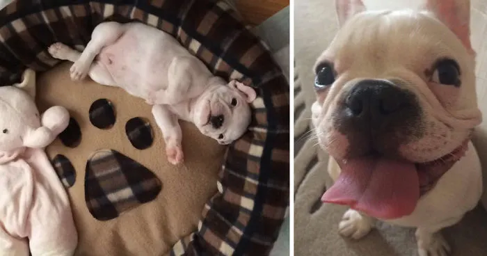 Meet Edgar, My Hyperactive Frenchie
