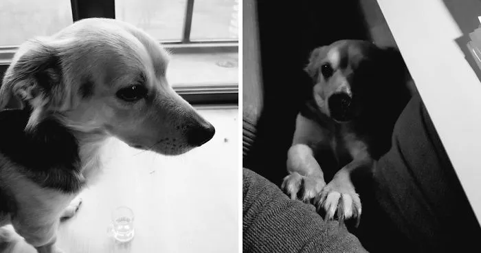 The 'Sad' Story Of Arnie The Doggo (Left Behind By His Masters) - As Told By My Brother